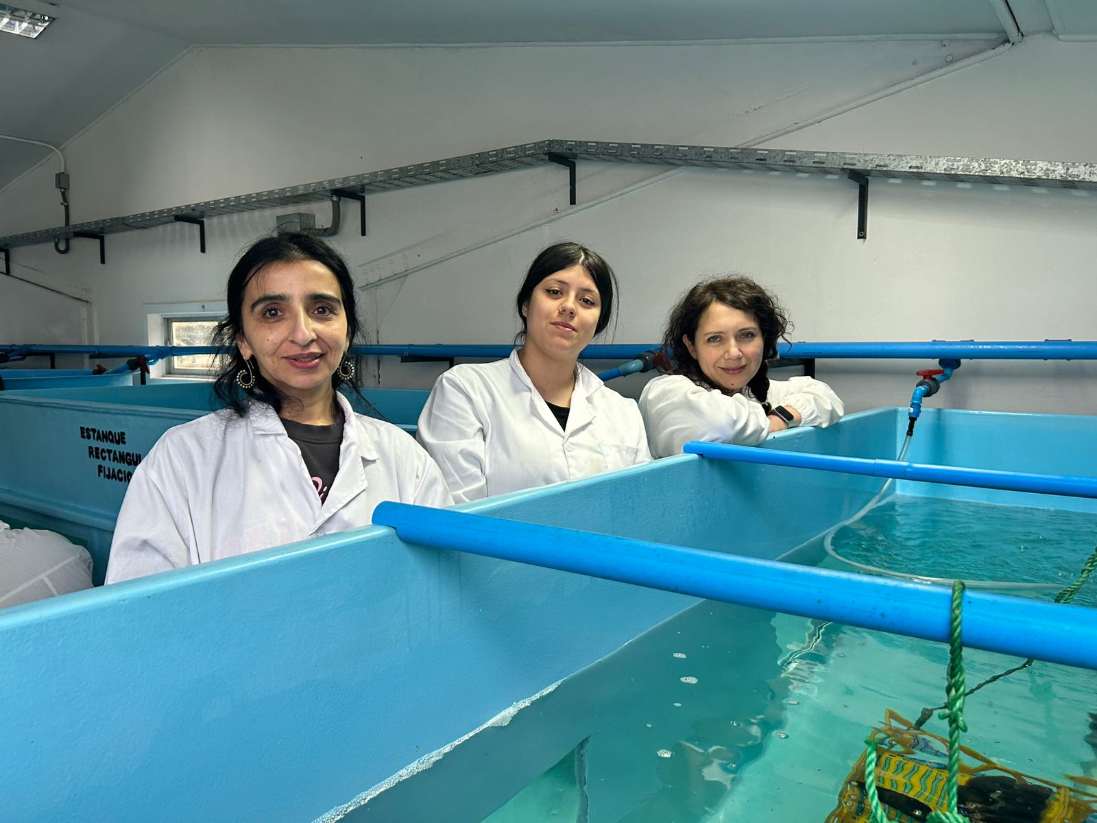 Liceo concreta primer desove productivo de Choro Zapato con apoyo de AquaPacífico