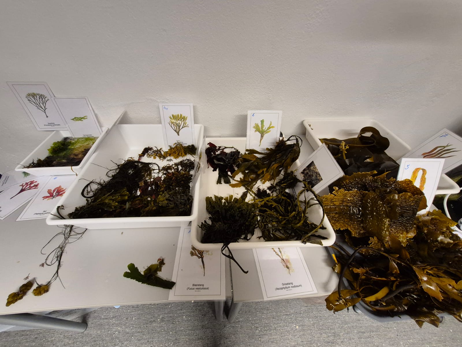 Investigadora de la U. de Los Lagos realiza pasantía en Noruega para fortalecer estudios sobre macroalgas