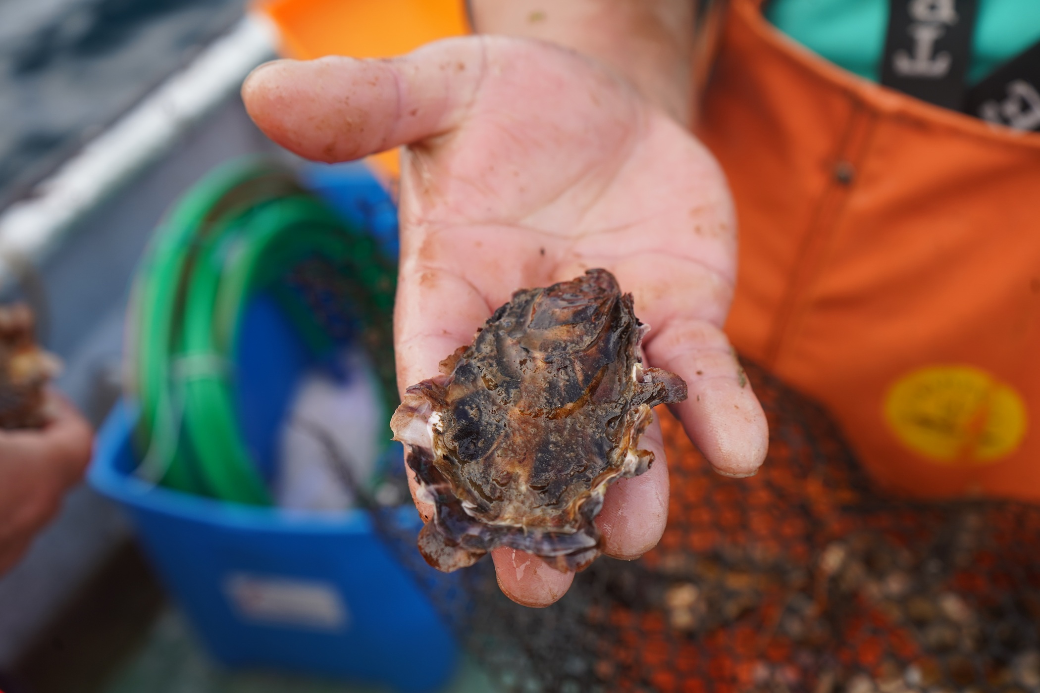 PTEC Ostra Japonesa realizará workshops para analizar avances y desafíos del cultivo de la especie en Chile