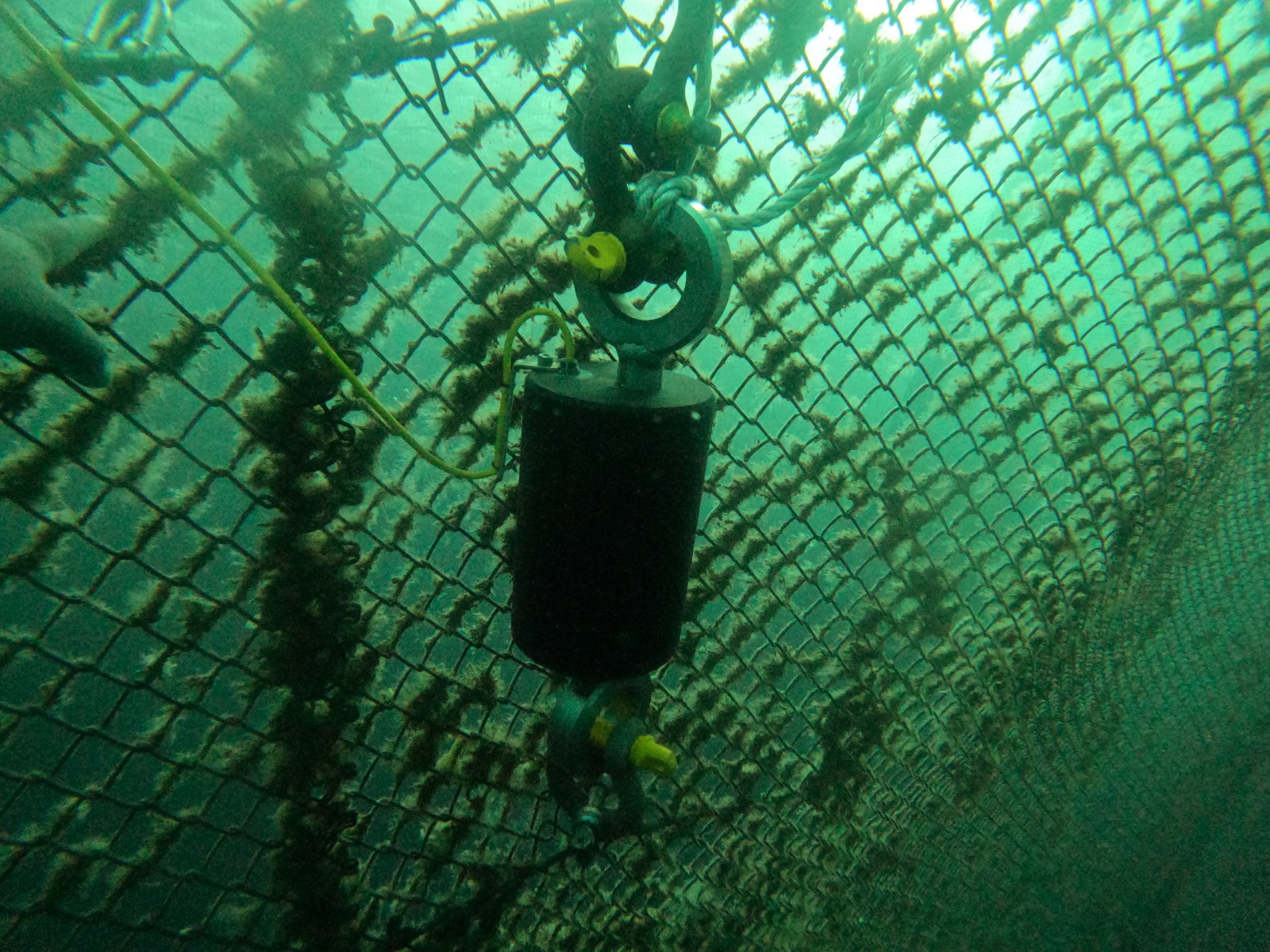 Inchalam y AEX Group se unen para medir tensiones reales en redes metálicas acuícolas