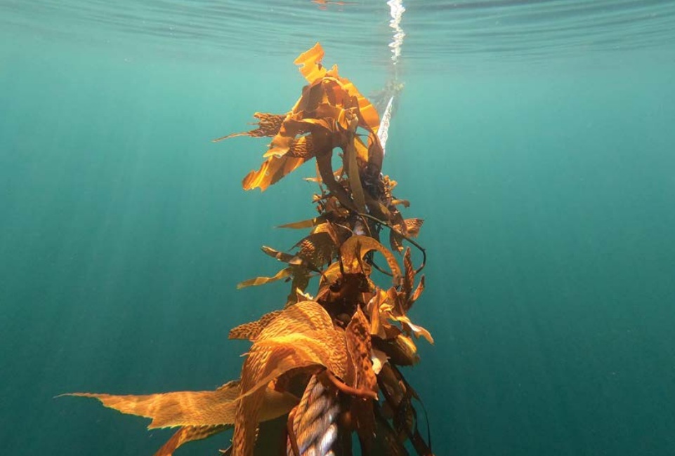 Chile fortalece su liderazgo mundial en el estudio de algas y acuicultura sustentable