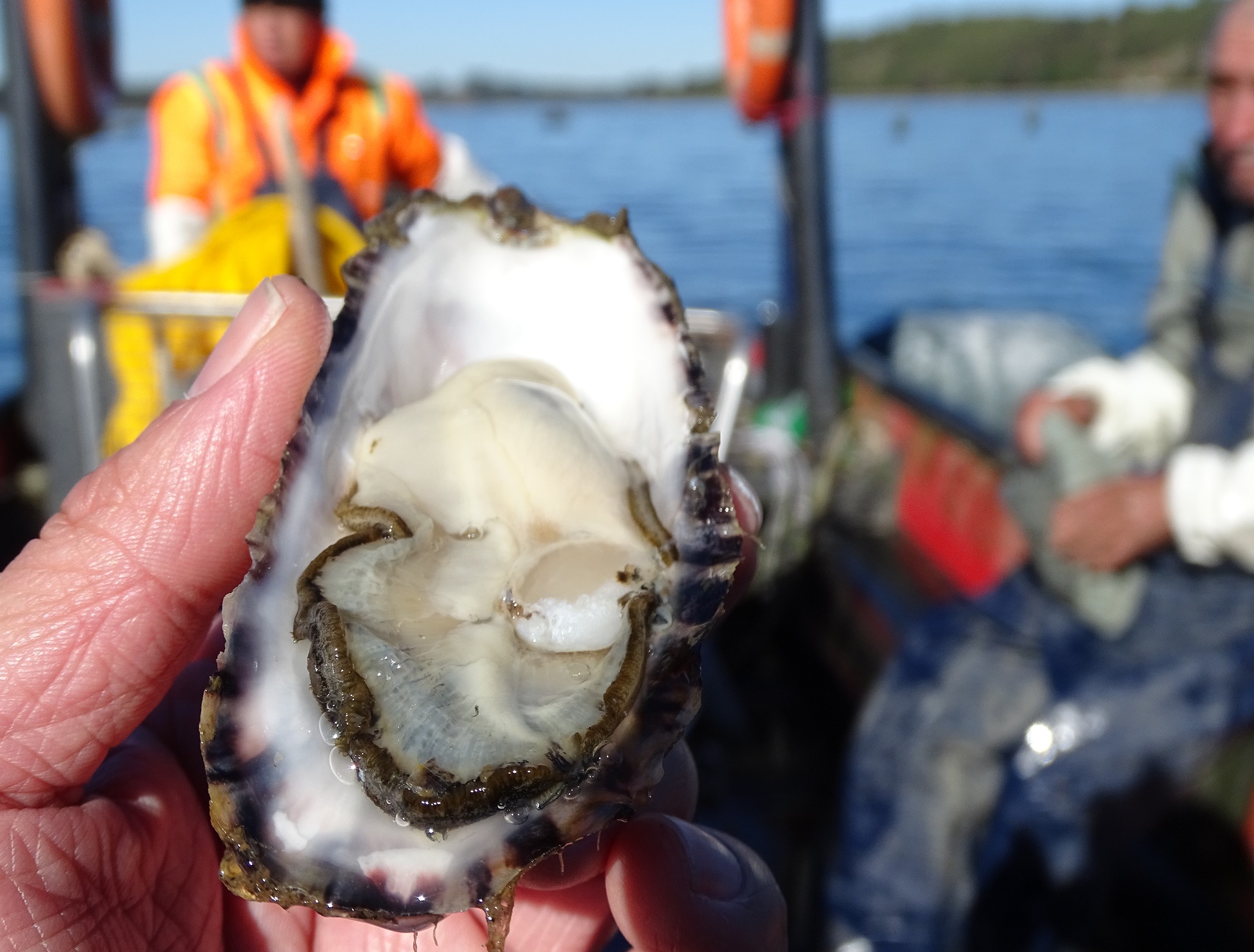 Seminario Internacional abordará la innovación sostenible para potenciar la acuicultura emergente en Chile