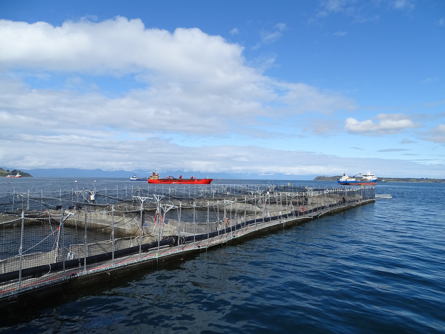 Vacuna oral busca revolucionar el control de la caligidosis en la salmonicultura