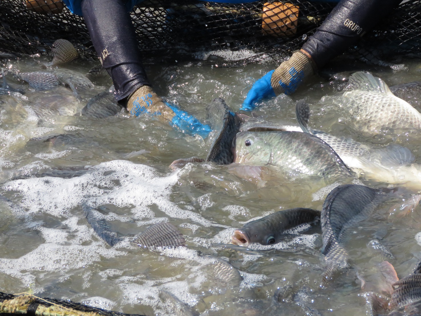 Innovación, cooperación y sostenibilidad fueron el foco de seminario latinoamericano sobre enfermedades acuícolas