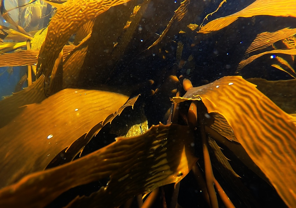 Estudio chileno sobre el huiro revela lo que ocurre en sus primeras 72 horas de vida