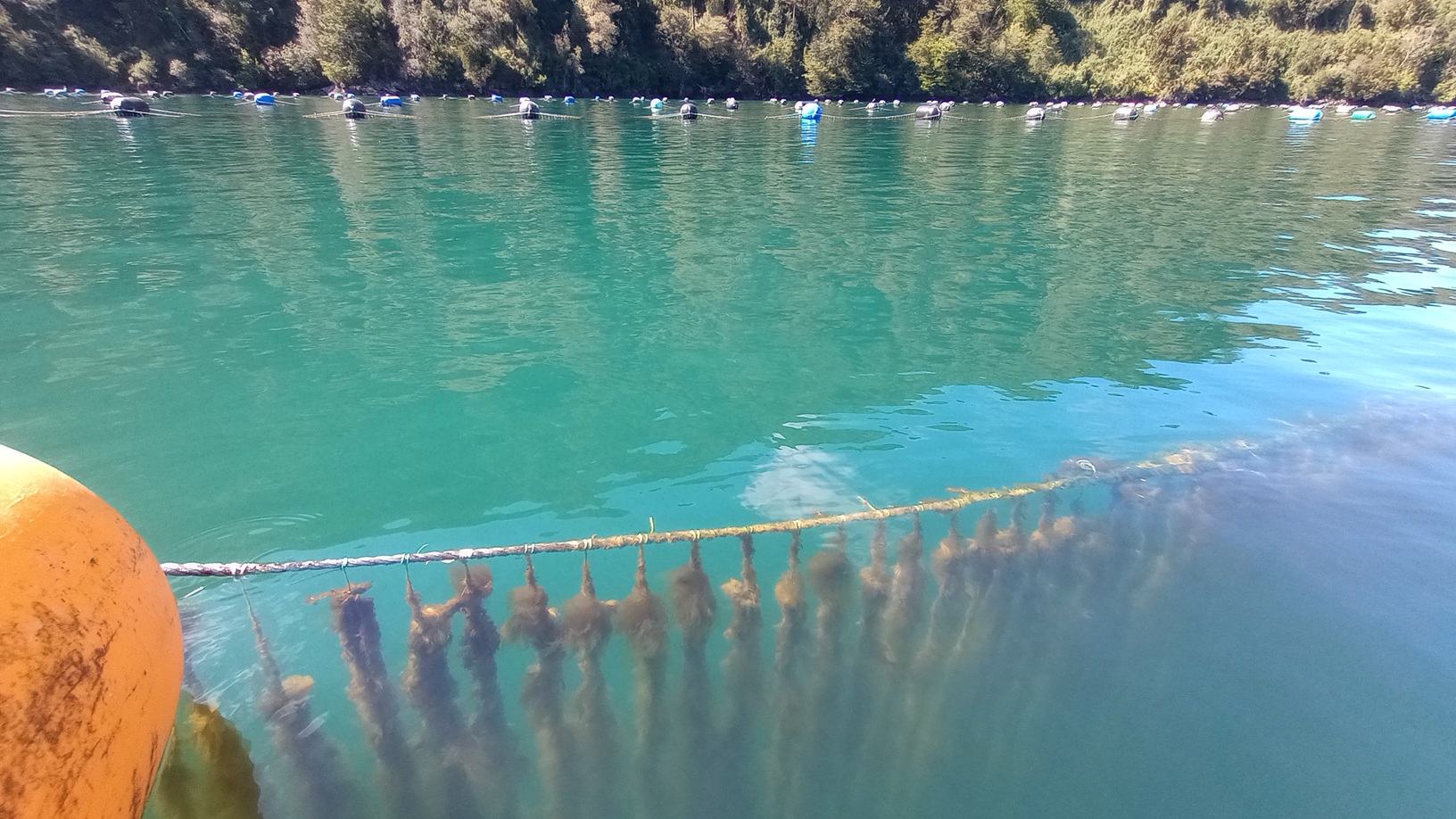 Estudio proyecta efectos del cambio climático en choritos y desafíos futuros para la acuicultura