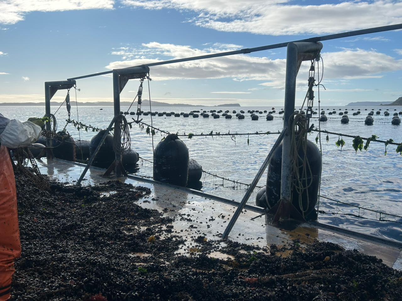 Castro será sede del Seminario de Investigación e Innovación Aplicada a la Mitilicultura SIIAM 2025