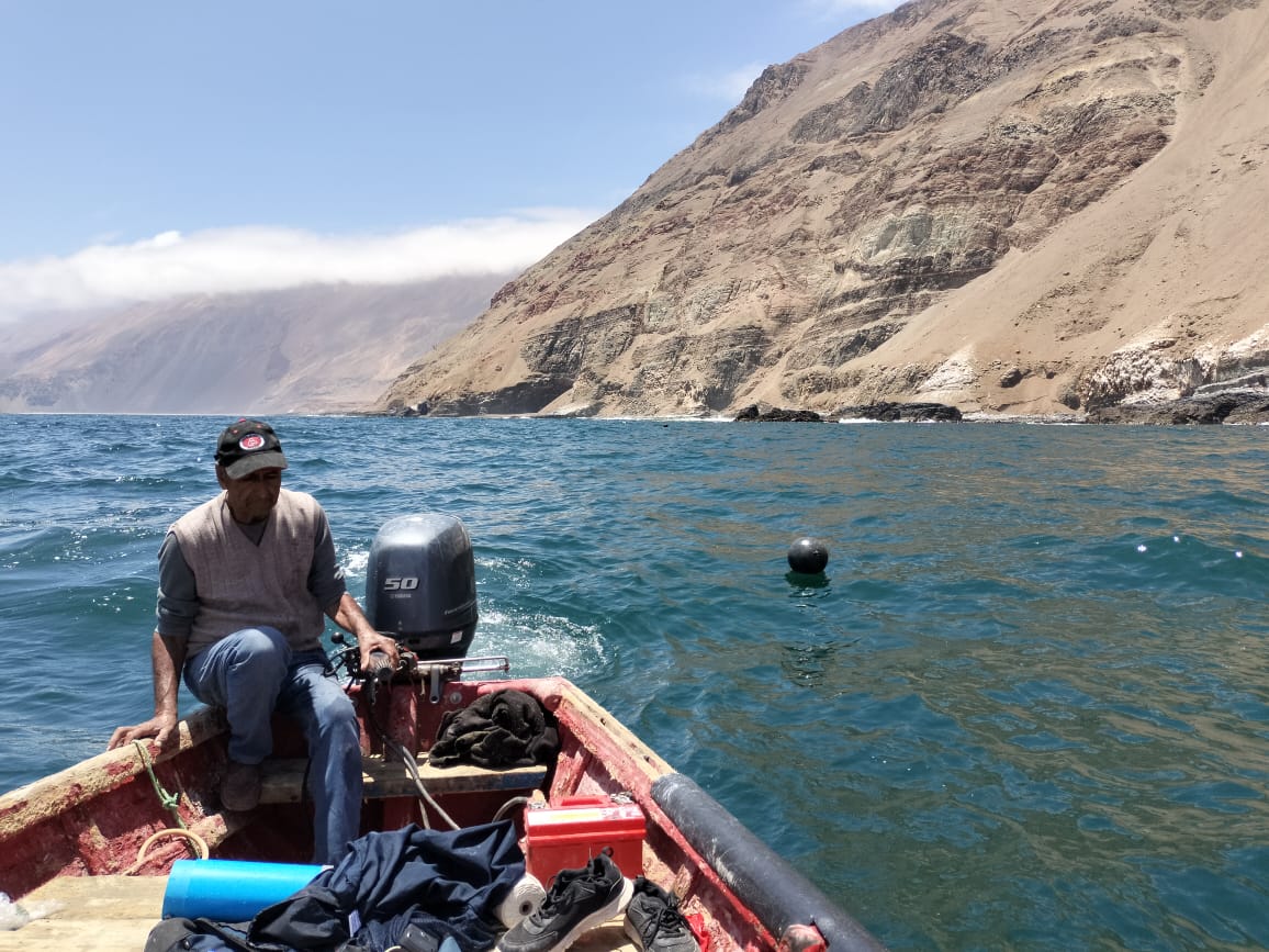 Avanza estudio pionero para identificar áreas de captación de semillas en el Norte Grande de Chile