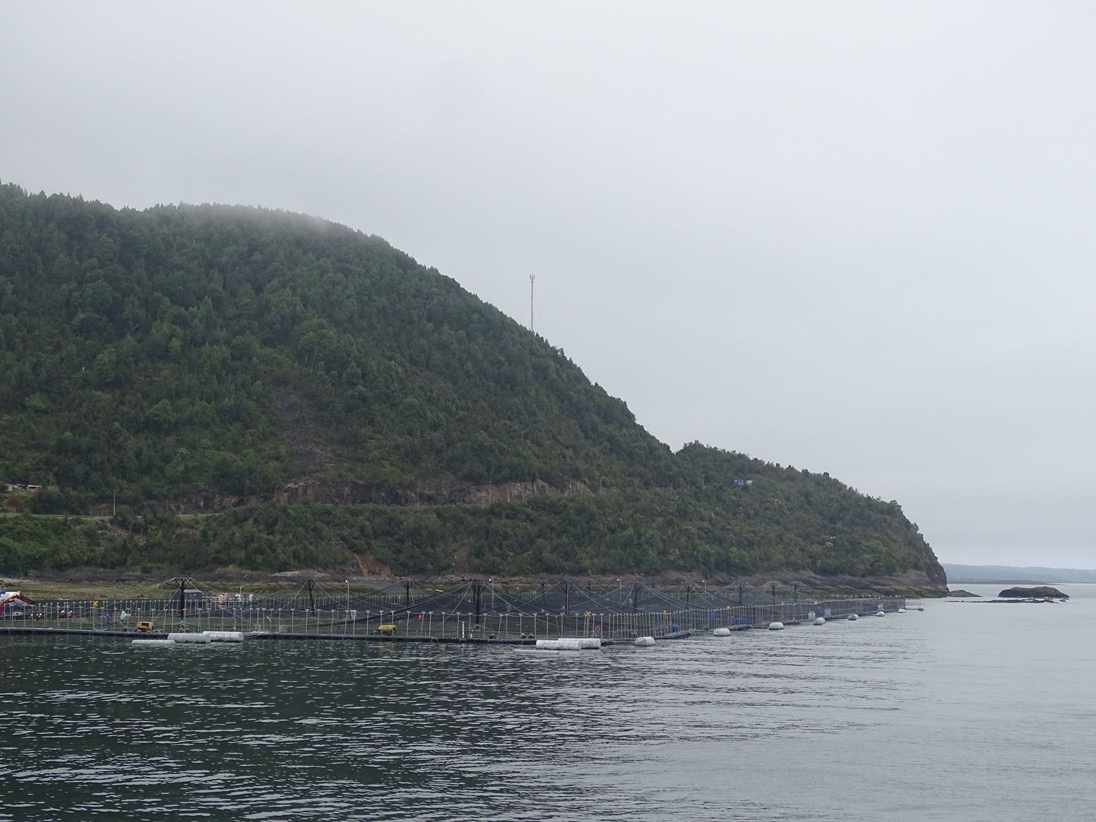 SMA realiza primera notificación preventiva del año a Centros de Engorda de Salmones por seguimiento de producción