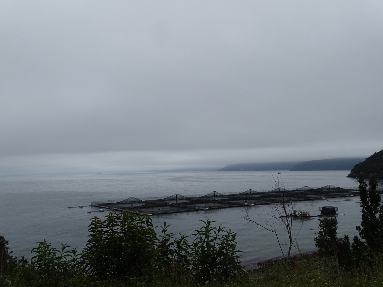 SalmonChile anuncia tercera edición de Salmon Summit en el marco de sus 40 años