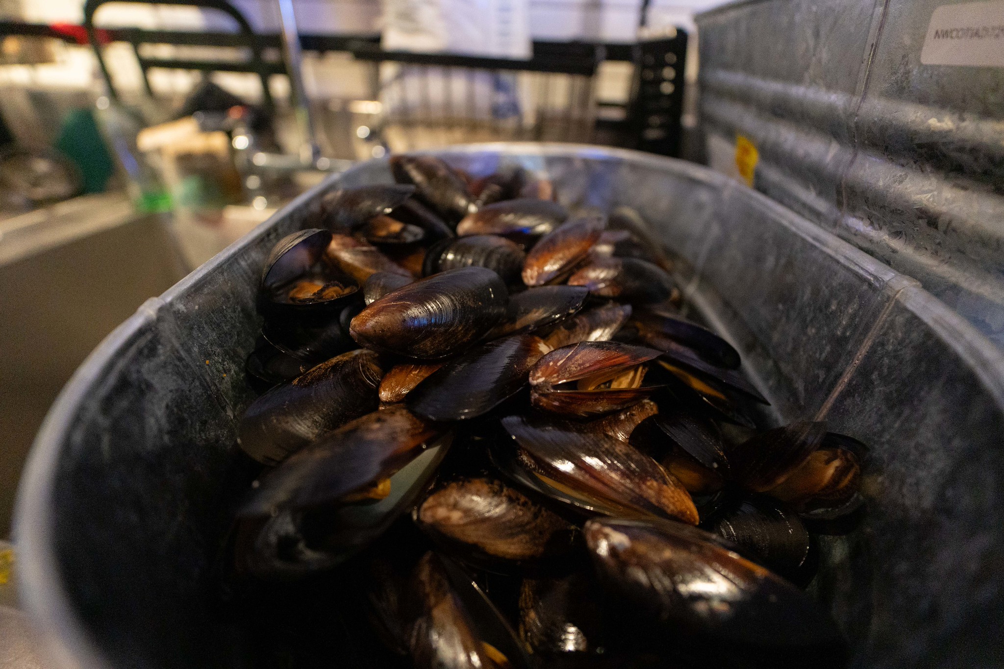 Exportaciones pesqueras y acuícolas de Los Lagos crecieron un 10,8% en enero de 2026