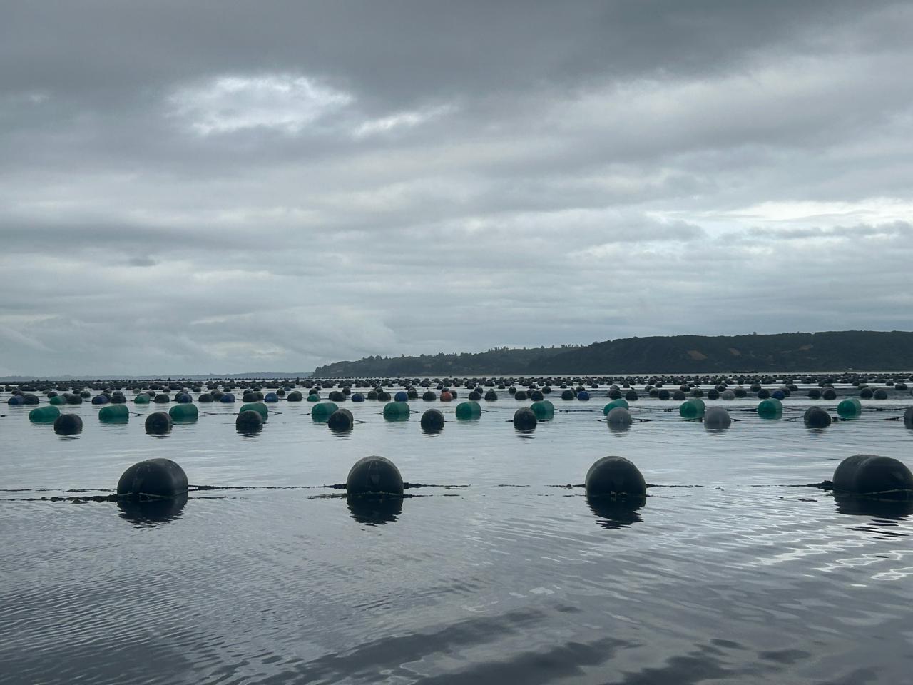 Desarrollan plataforma digital para el monitoreo productivo del chorito