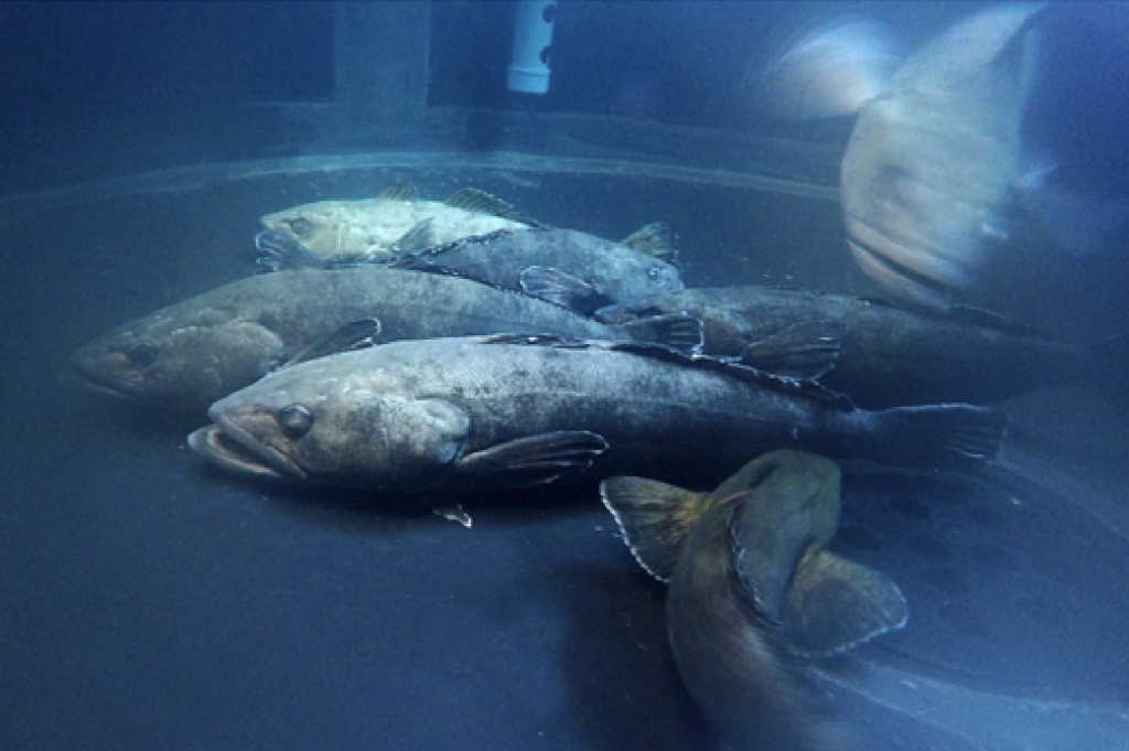 Investigadores UdeC marcan hito en el estudio del bacalao de profundidad con ejemplares vivos en cautiverio