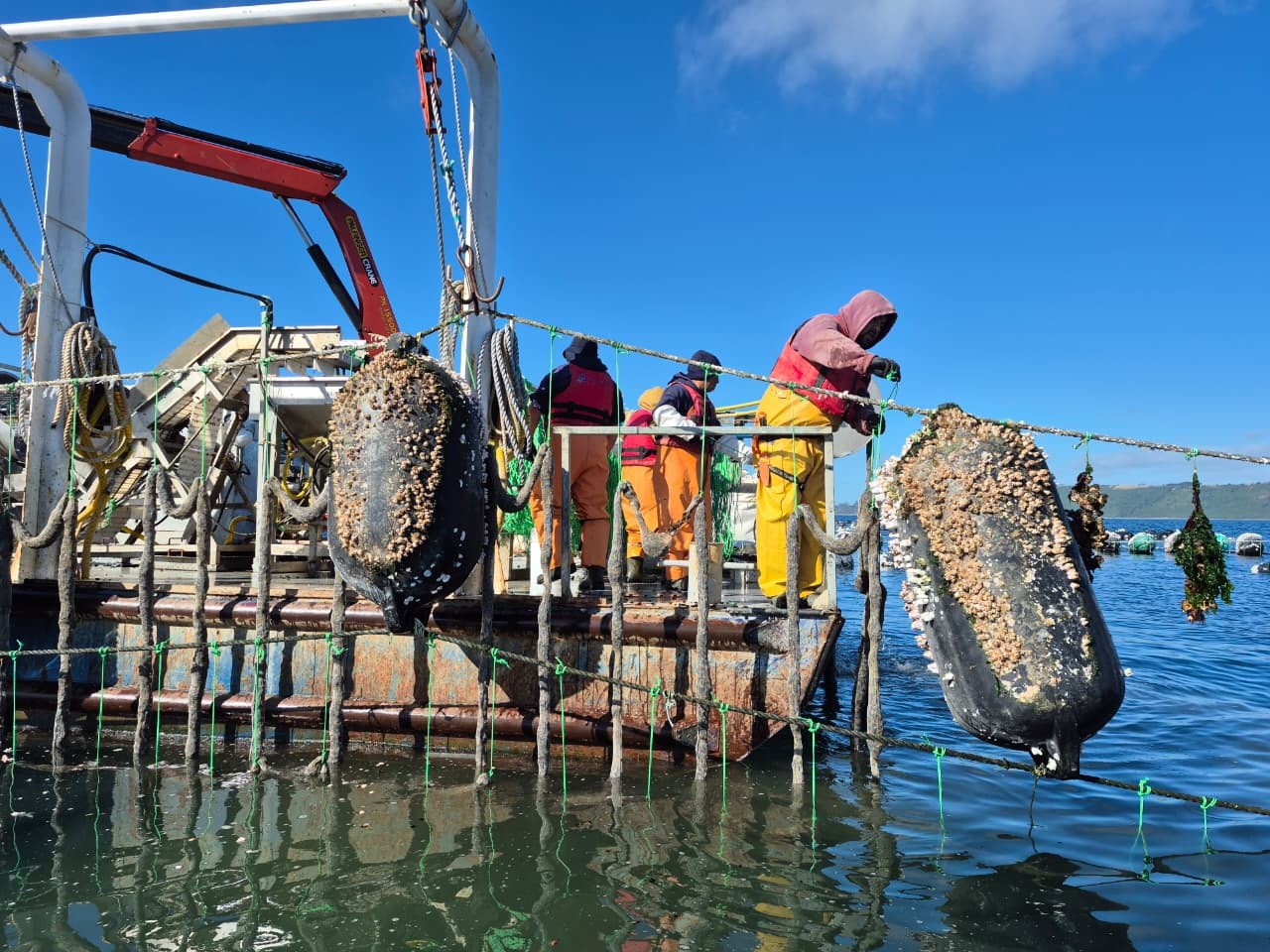 Se inicia proyecto para potenciar el desarrollo de la mitilicultura en la región de Los Lagos