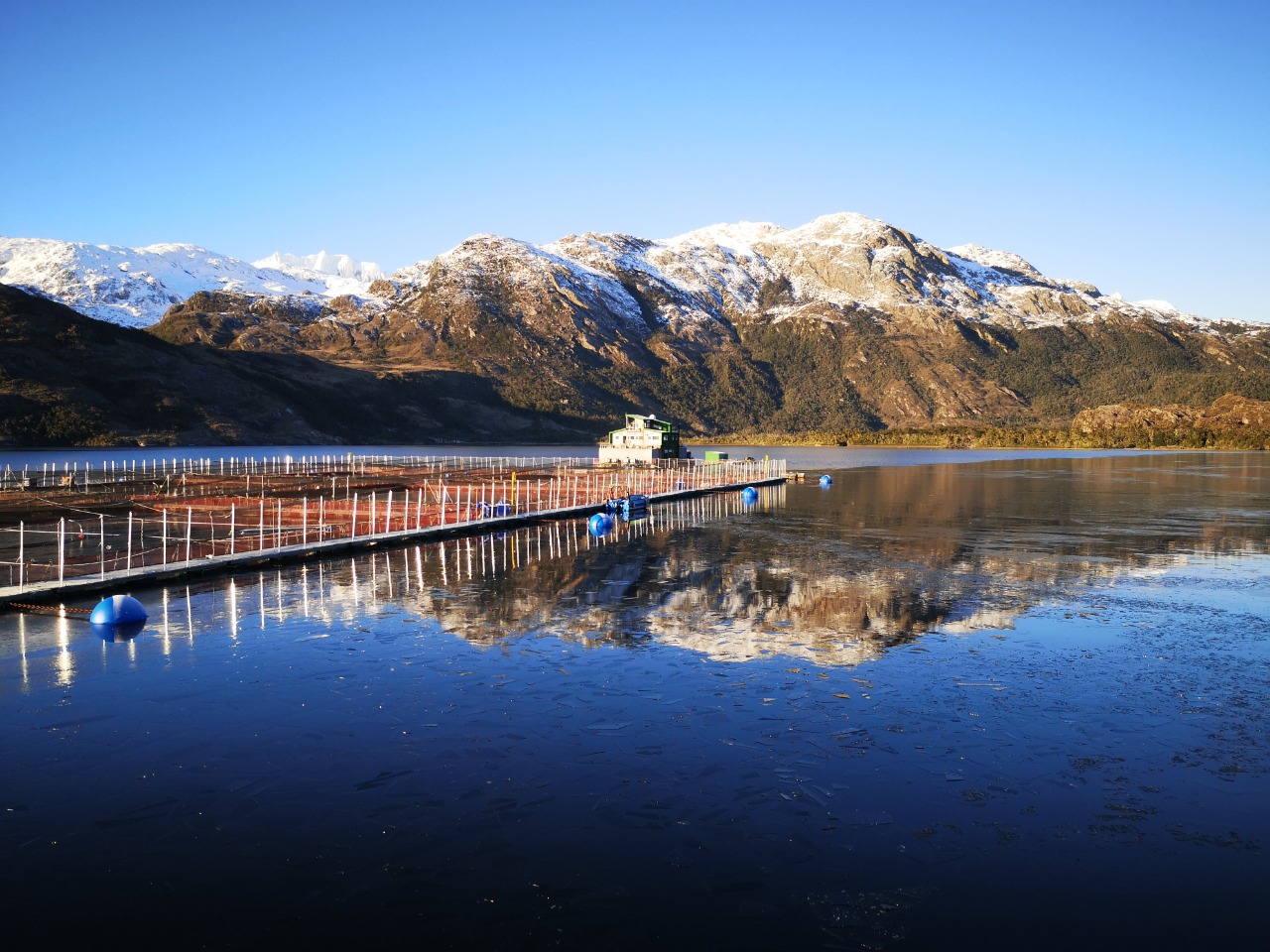 Exportaciones de salmón registran relevante alza en valor y volumen durante primer trimestre de 2026