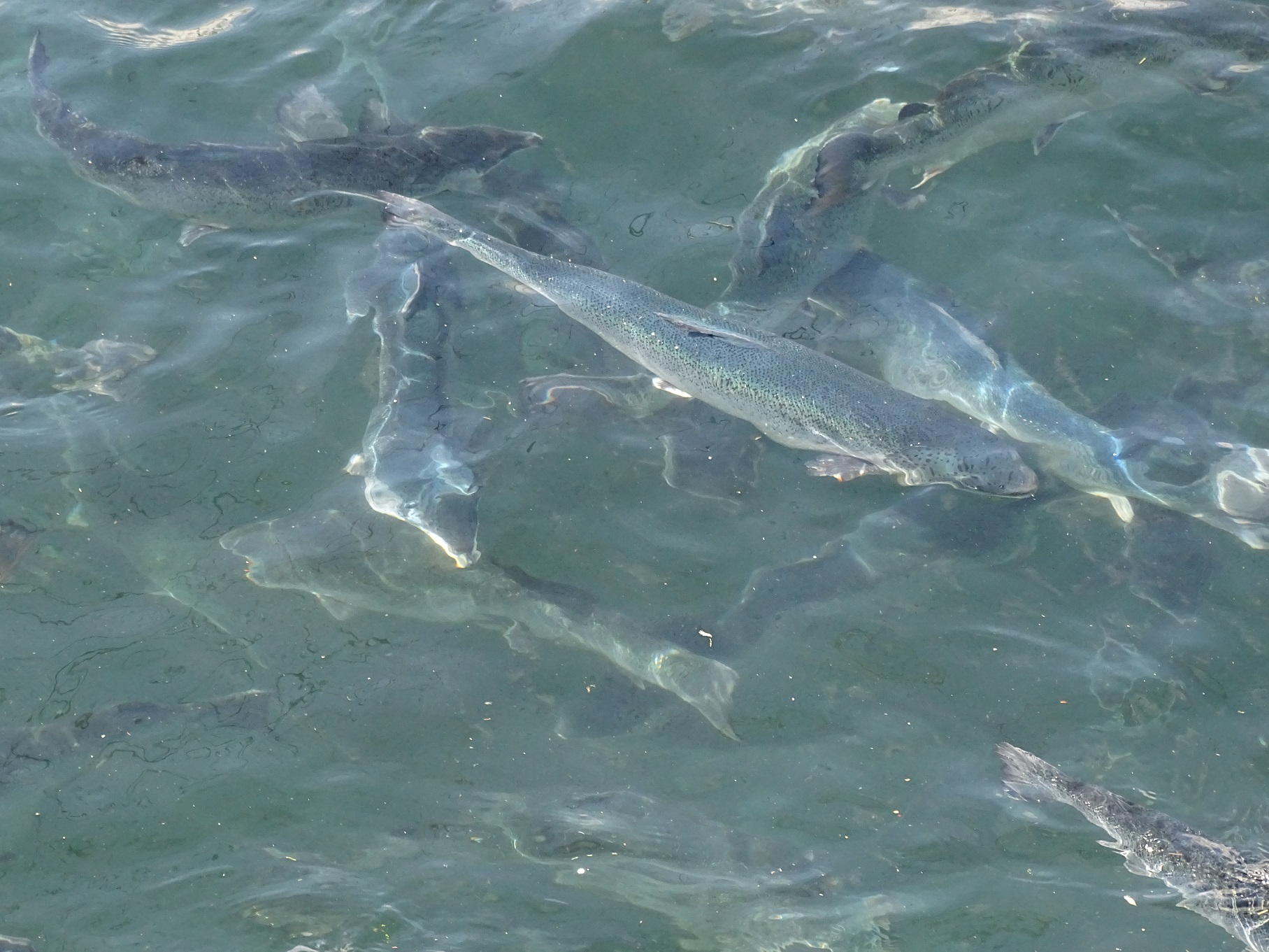 Sernapesca informa sobre nuevo programa sanitario de vigilancia y control de Piscirickettsiosis