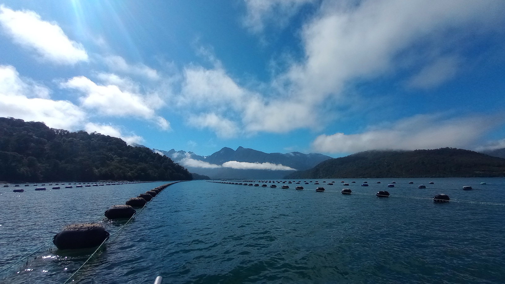 Diez años de datos sobre larvas de chorito revelan diferencias entre zonas de la Patagonia Norte