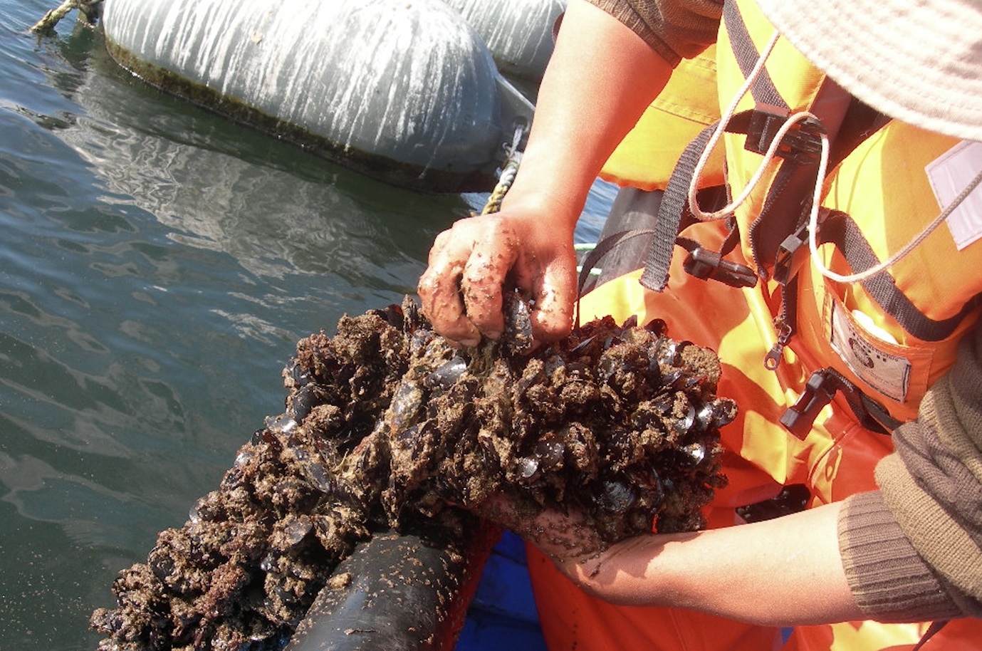 Expertos UCSC analizan posibles impactos de El Niño en ecosistemas marinos y la acuicultura chilena