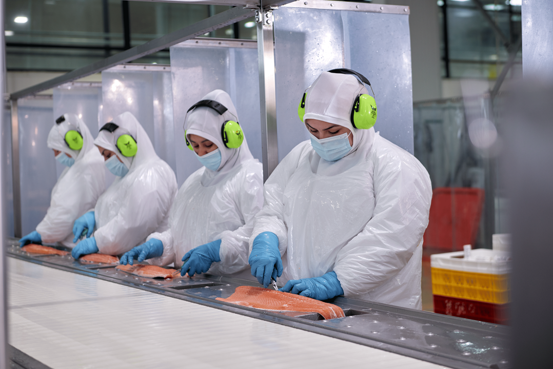 Exportaciones de salmón crecen el primer semestre por mayor eficiencia y diversificación de mercados