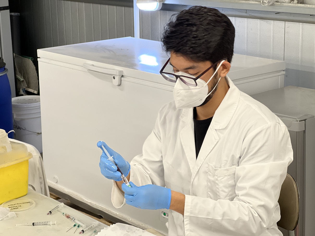 Desarrollan innovadora tecnología para mejorar administración oral de oxitetraciclina en salmónidos