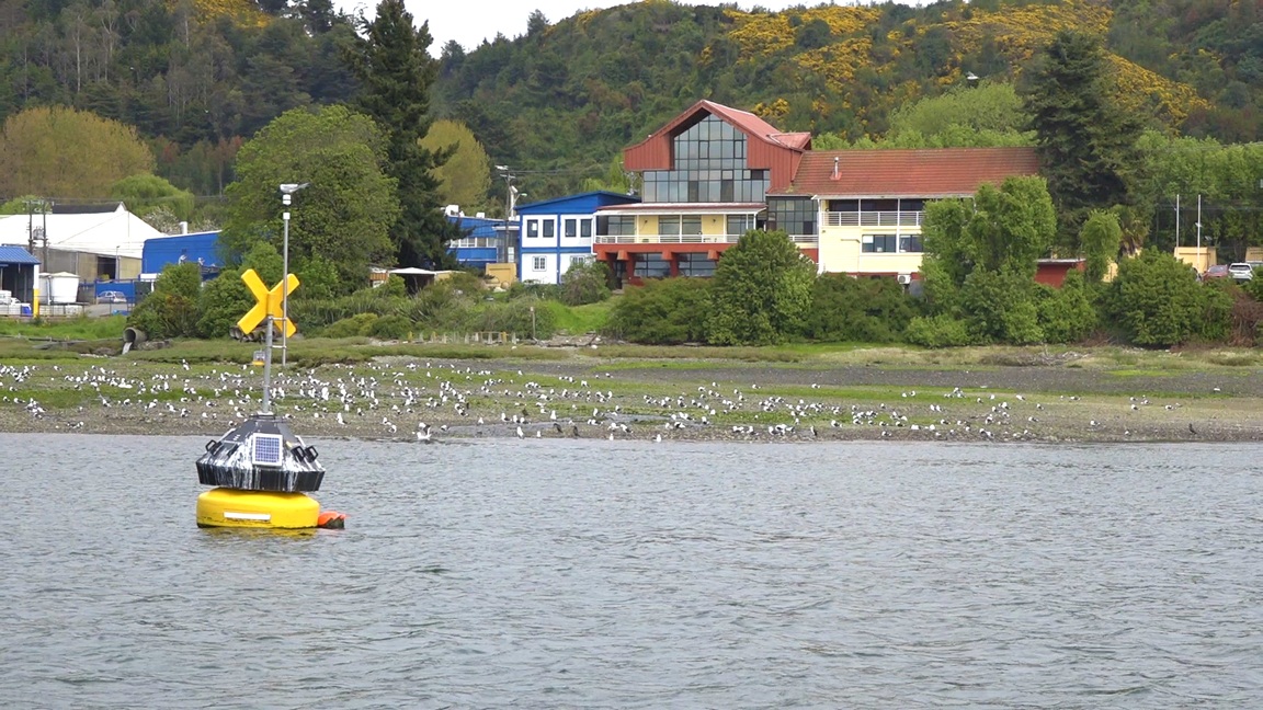 CINCO Chile y COPAS Coastal abrirán en Puerto Montt debate sobre remoción de carbono marino