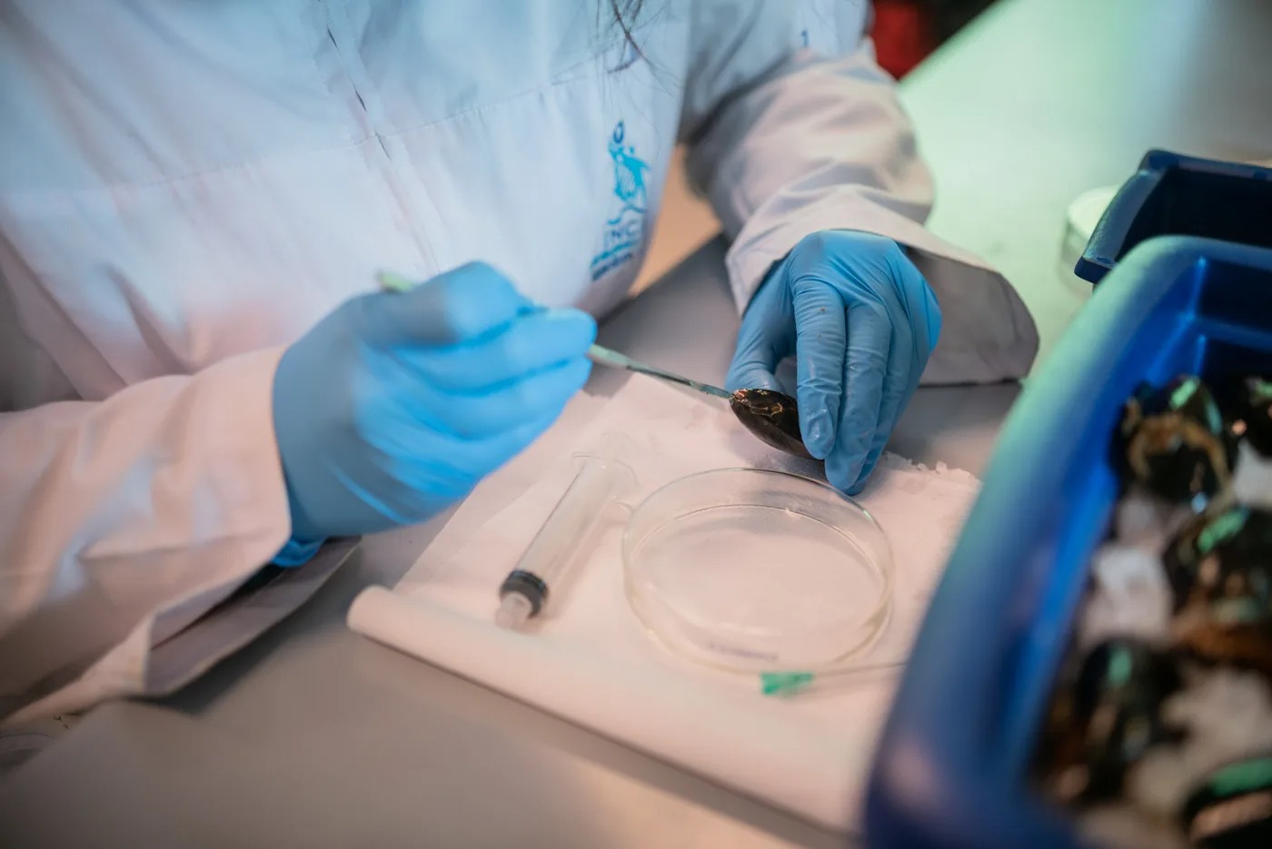 Investigadores abordarán los desafíos que enfrenta la mitilicultura chilena en el SIIAM 2026