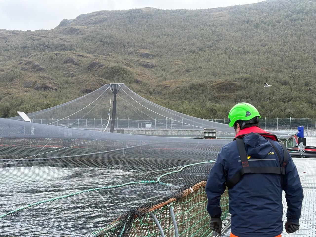 Sernapesca continúa monitoreando acciones en torno a caso de virus ISA en Aysén