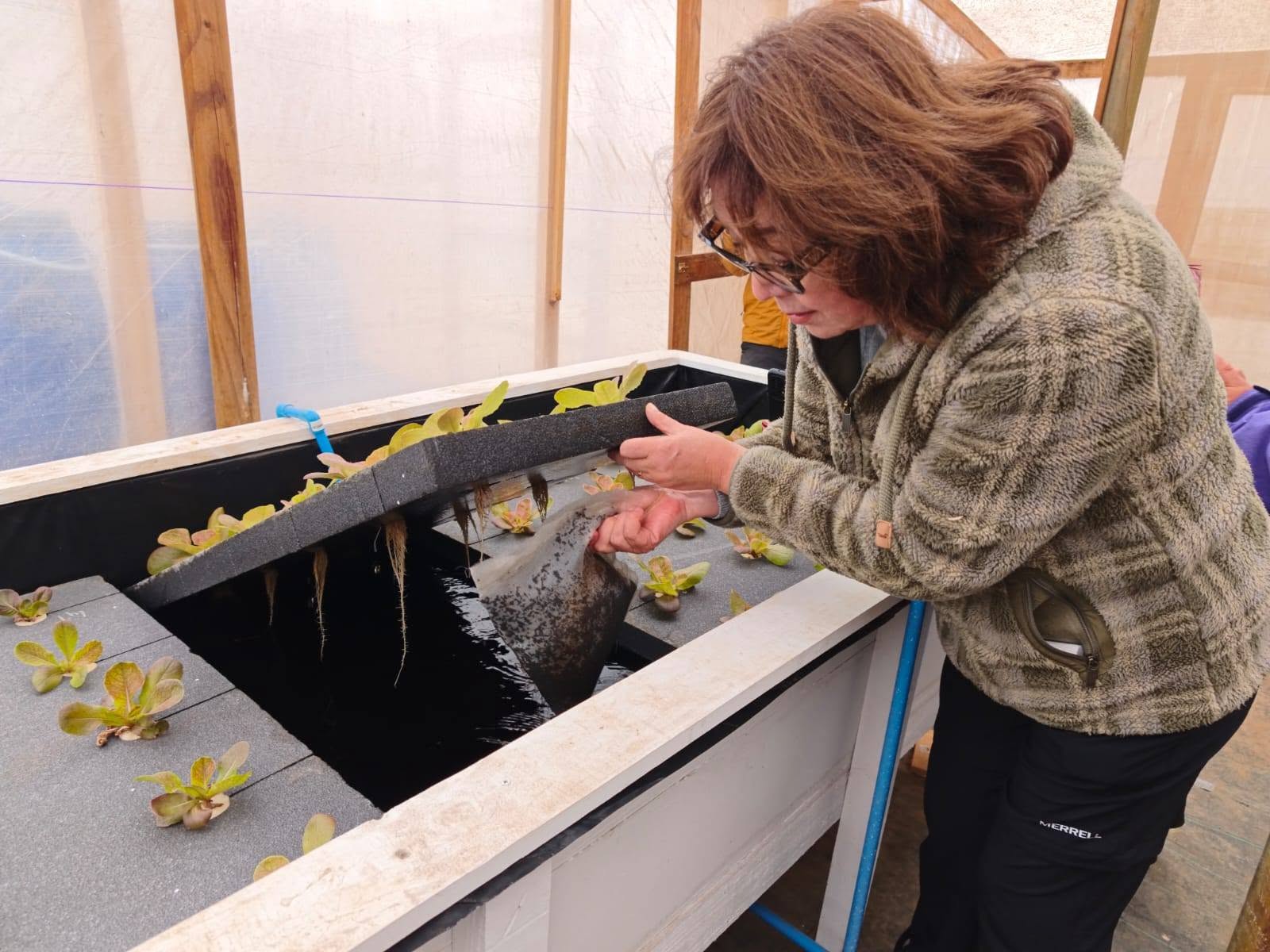 Realizarán capacitación en cultivos de biointegrados de hidroponía con acuicultura en la región de Los Lagos