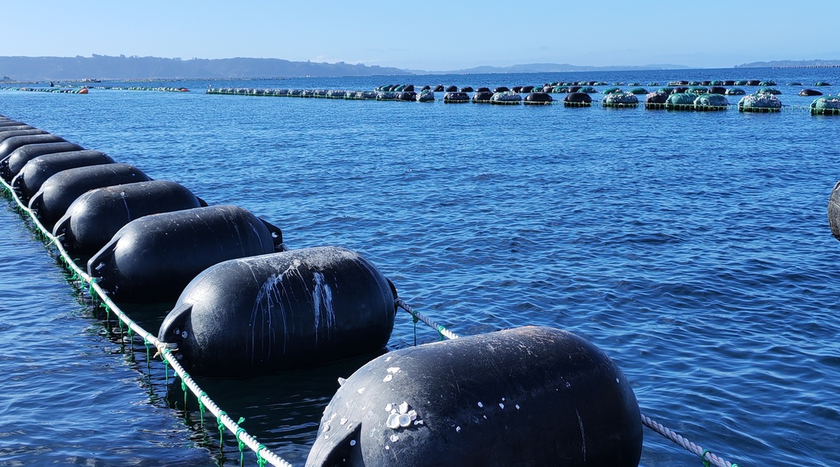 Castro reunirá a la ciencia y la innovación para abordar los desafíos de la mitilicultura